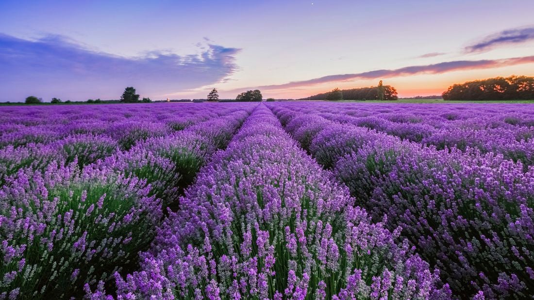 Rows of lavender bushes in the light of the setting sun.