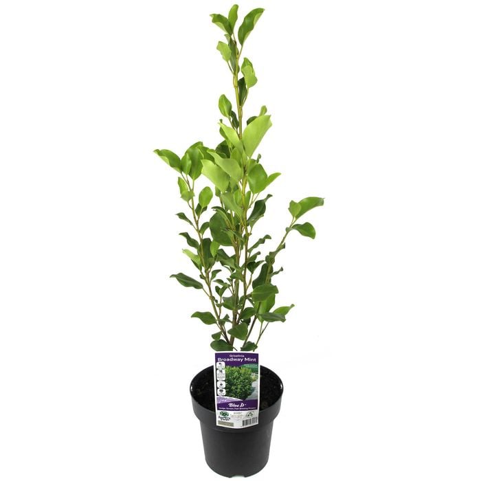 180mm Broadway Mint - Griselinia littoralis