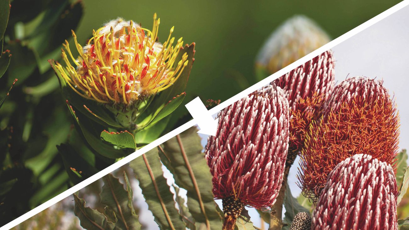 A split image showing a yellow pincushion protea on the left and red banksia flowers on the right, connected by a white arrow