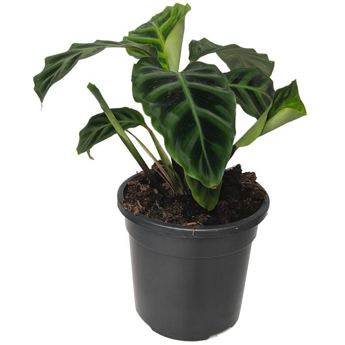130mm Zebra Plant - Calathea zebrina