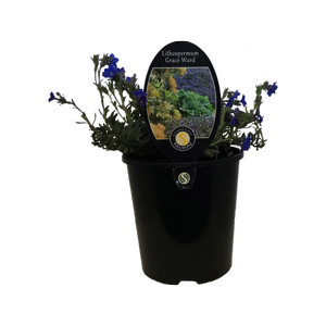 1.9L Lithospermum Grace Ward - Lithodora diffusa