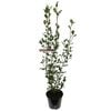 6L Griselinia Cob - Griselinia littoralis