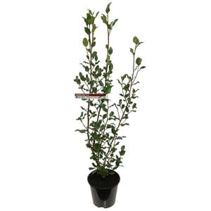 6L Griselinia Cob - Griselinia littoralis