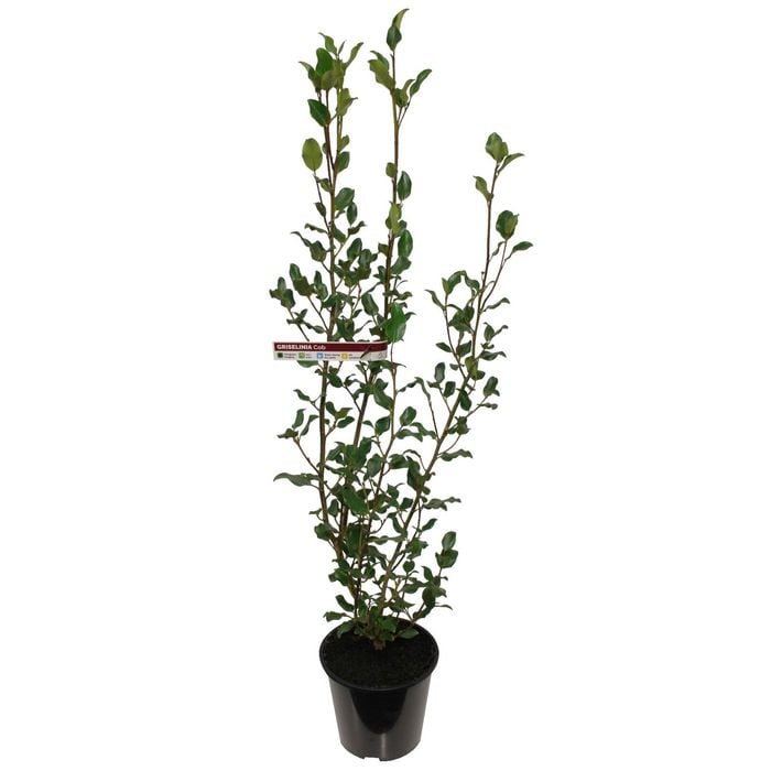6L Griselinia Cob - Griselinia littoralis