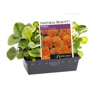 Pansy Vivid Orange Punnet - Viola x wittrockiana F1