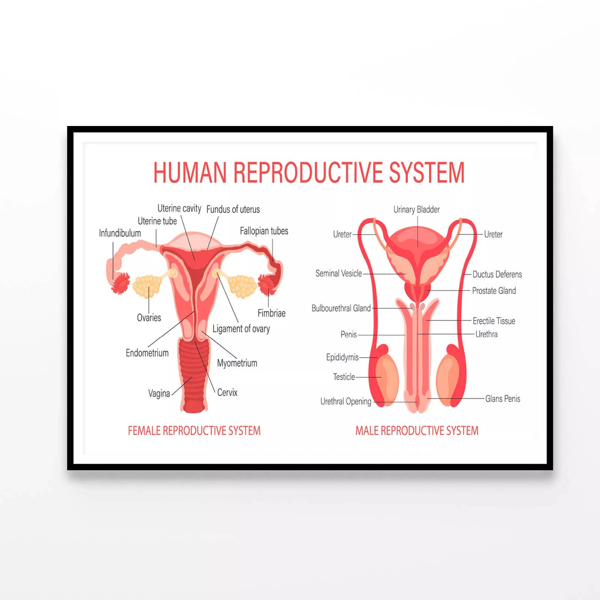 The Human Reproductive System Print 100% Australian Made 120x90cm ...