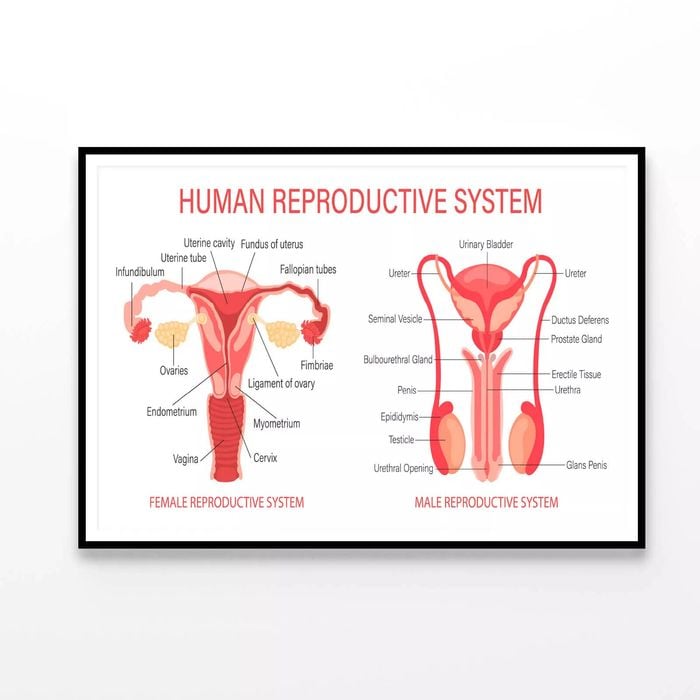 The Human Reproductive System  Print 100% Australian Made 120x90cm  (Poster)