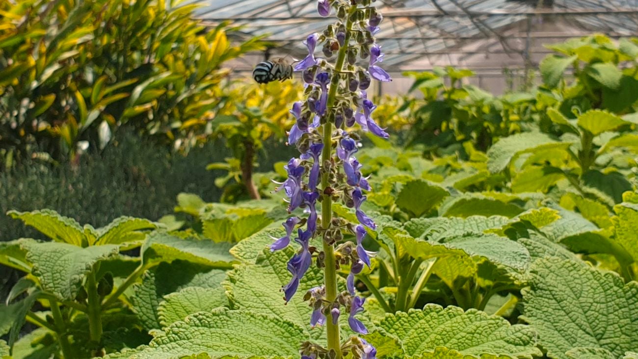 Bee hovering over purple bush basil flower