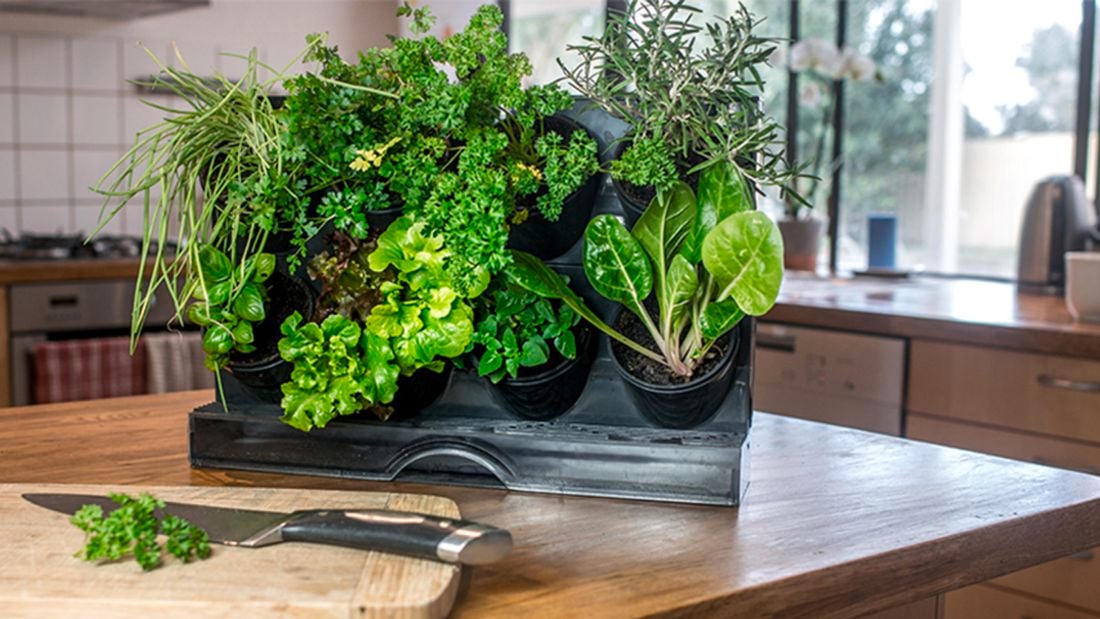 Various herbs in pots on a bench including chives, basil, parsley and thyme.