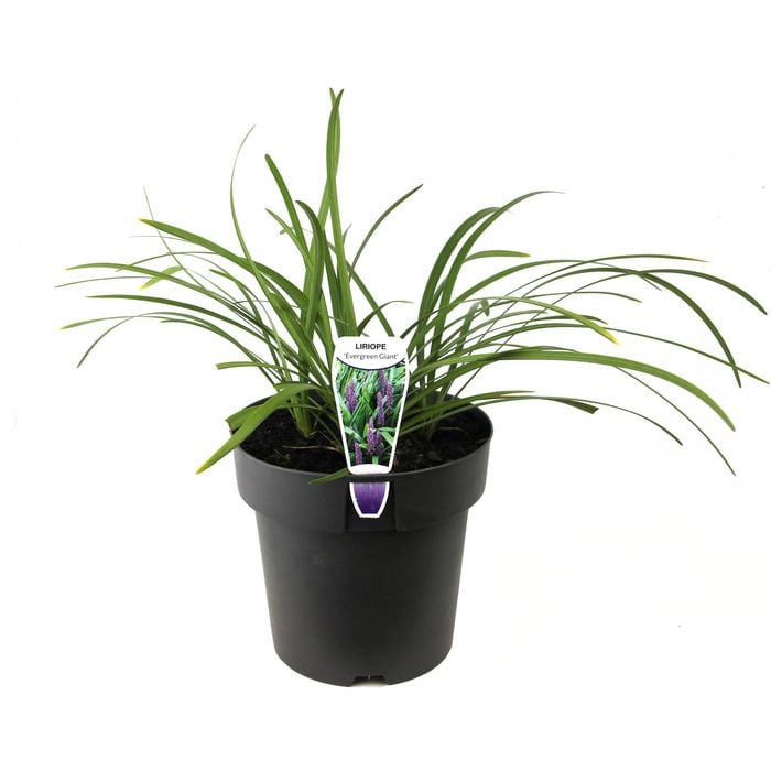 180mm Liriope Evergreen Giant - Liriope muscari