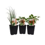 Kitchen Fresh Herbs