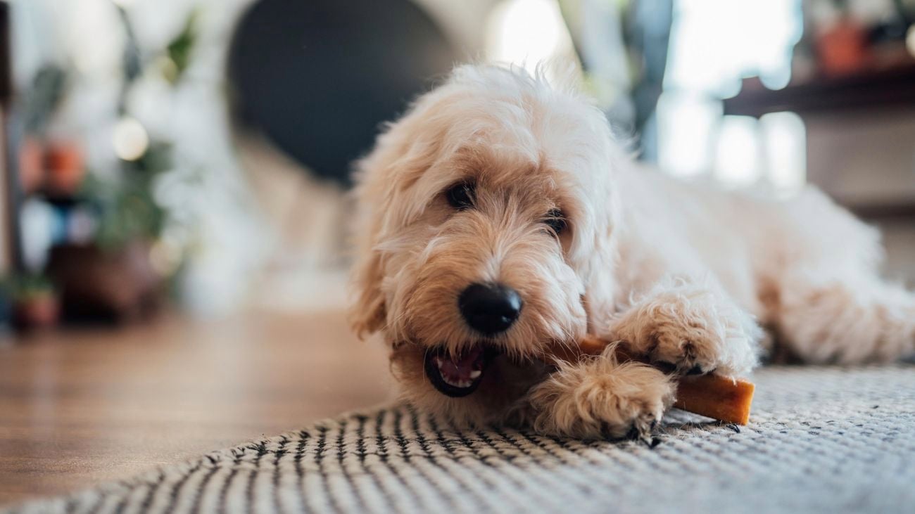 Portrait of a cute fluffy dog chewing dog treat while lying down on the wooden floor in a modern living room.