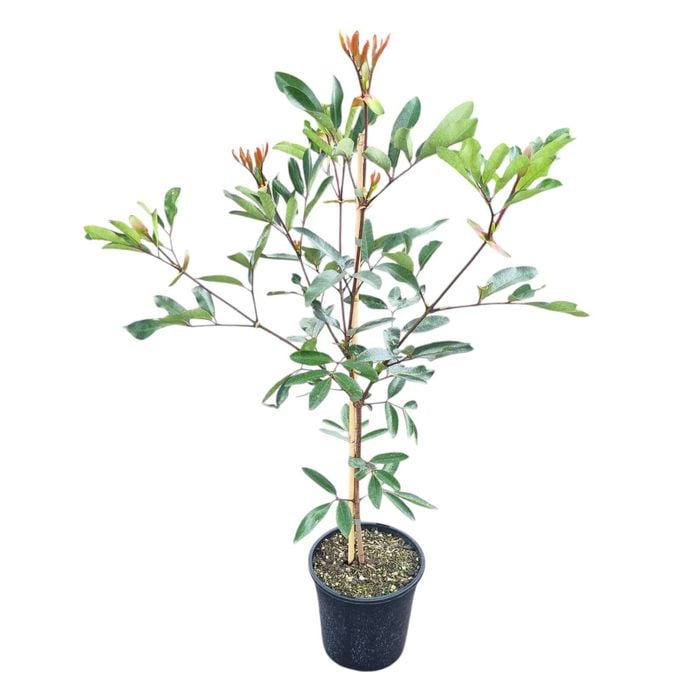 4L Butter Knife Bush - Cunonia cupensis