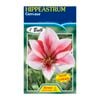 Fiesta Flower Bulbs Hippeastrum Gervase
