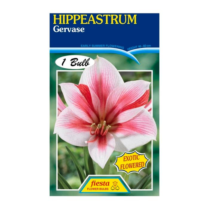 Fiesta Flower Bulbs Hippeastrum Gervase