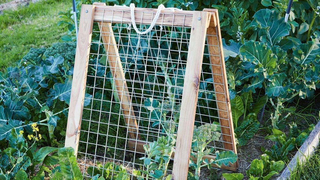 Wood and wire mesh growing frame in a vegetable garden