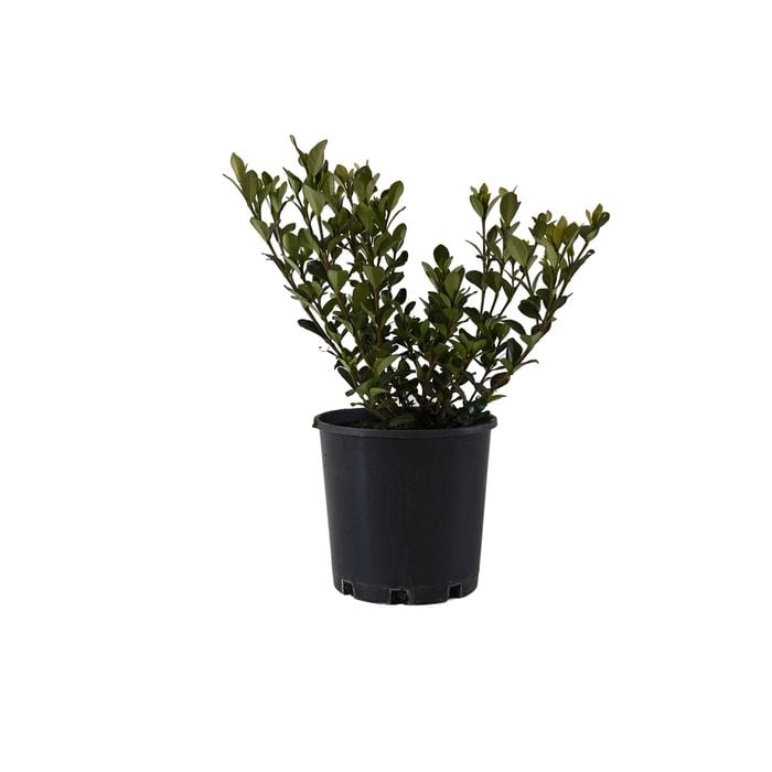 200mm Gardenia Star - Gardenia grandiflora