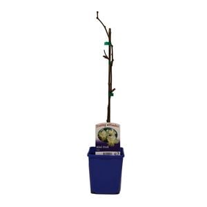 2L Kiwi Fruit - Actinidia deliciosa
