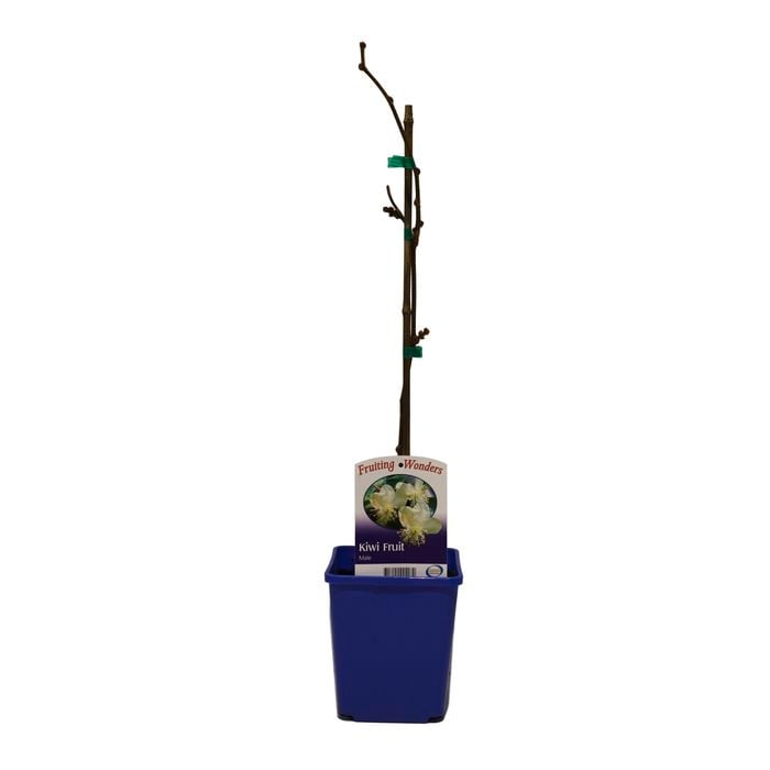 2L Kiwi Fruit - Actinidia deliciosa