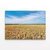 Large Field Of Crops under a Sky   Print 100% Australian Made 75 x 50cm  (Stretched)