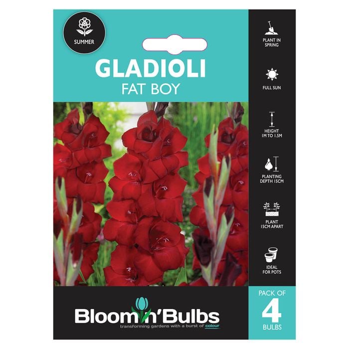 Bloomin' Bulbs Gladioli Fat Boy - Gladioli hybrid - 4 Pack