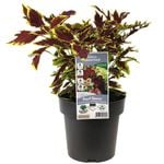 180mm Coleus assorted - Coleus (Sultana/Henna) assorted