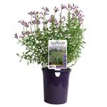 140mm Salvia Dappled Delight - Salvia