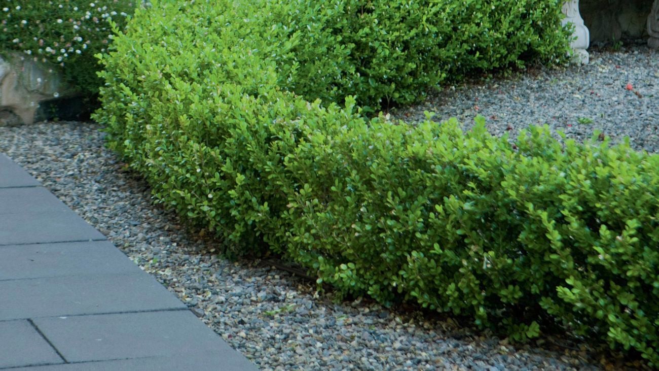 A curved, neatly trimmed green hedge borders a path of paving stones and light gravel. In the background are flowering bushes, plants and a bench.