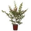 200mm Crepe Myrtle Zuni Bush - Lagerstroemia indica
