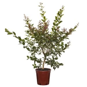 200mm Crepe Myrtle Zuni Bush - Lagerstroemia indica