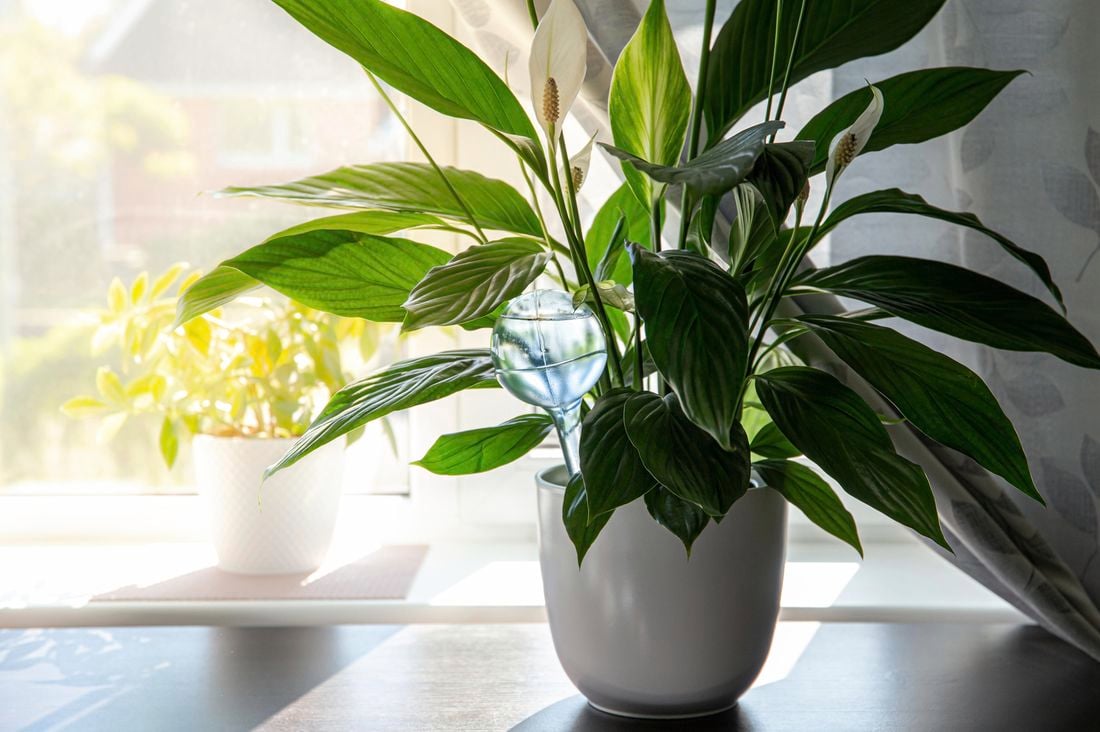 Peace lilies in a pot inside a house with a window behind