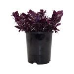 140mm Alternanthera Little Ruby - Alternanthera dentata