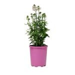 125mm Nemesia