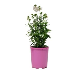 125mm Nemesia