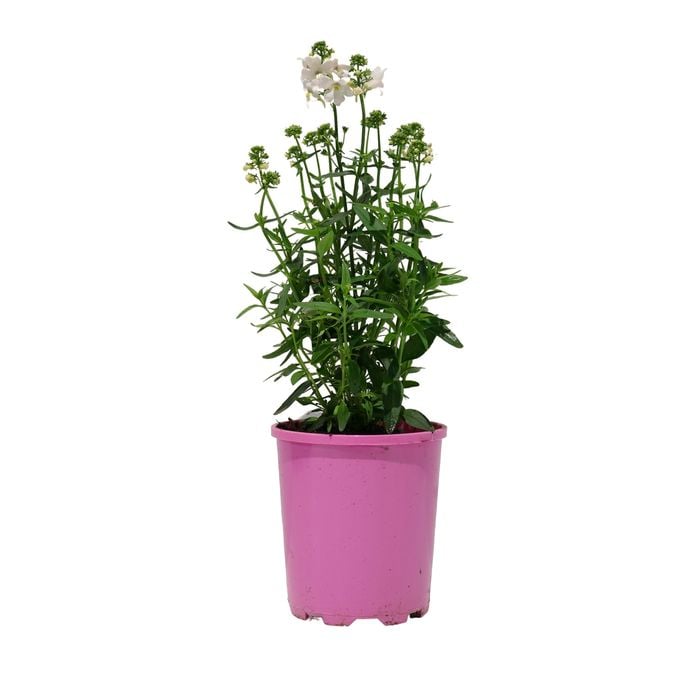 125mm Nemesia