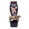 70mm Various Terrarium Plants - Bottle Babies