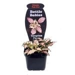 70mm Various Terrarium Plants - Bottle Babies
