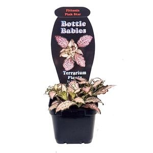 70mm Various Terrarium Plants - Bottle Babies
