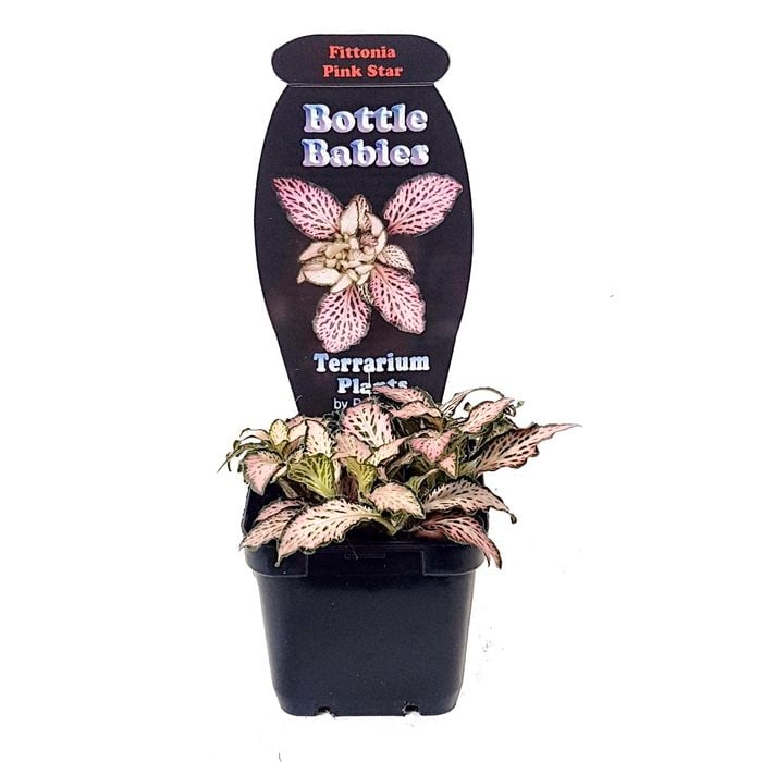 70mm Various Terrarium Plants - Bottle Babies