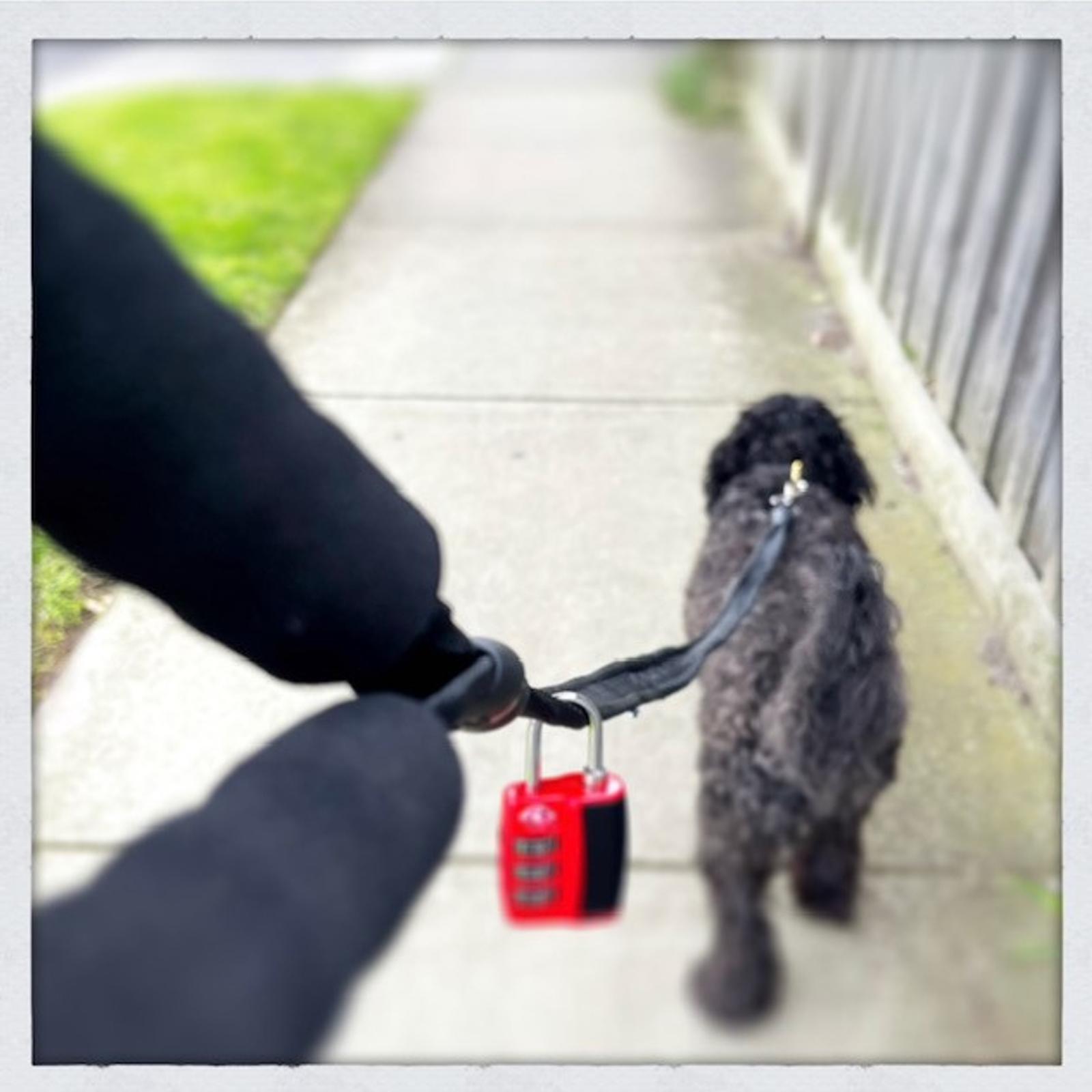 Lockable dog collar and lead hot sale