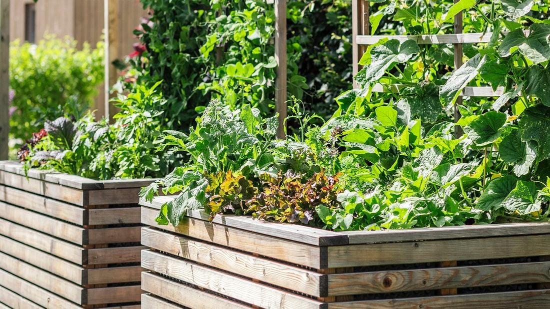 Raised garden beds with trellises filled with leafy greens.