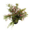 140mm Grevillea Winter Delight - Grevillea hybrid