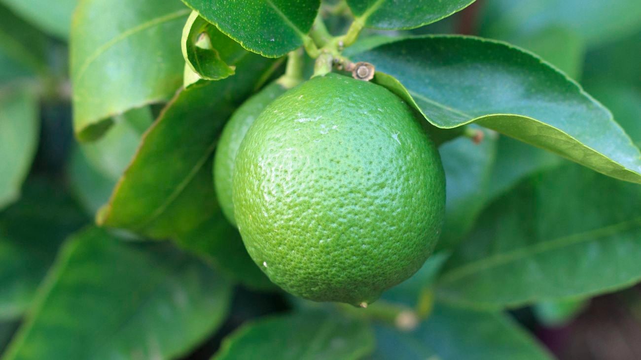A dwarf Tahitian lime, close up shot of fruit and leaves.