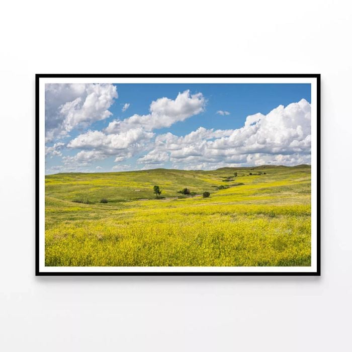 Yellow Flowers under Sky  Print 100% Australian Made 90x60cm  (Poster)
