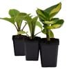 90mm Assorted Hosta