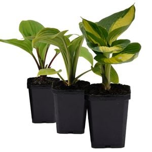 90mm Assorted Hosta