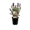 1.9L Lavender Ruffles Razzleberry - Lavandula stoechus Pedunculata