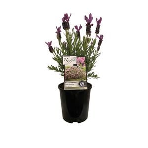 1.9L Lavender Ruffles Razzleberry - Lavandula stoechus Pedunculata
