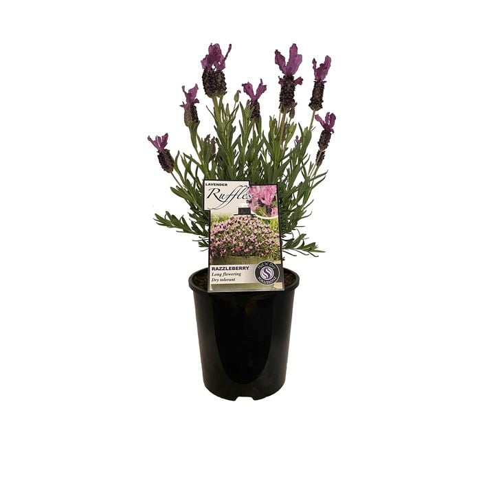 1.9L Lavender Ruffles Razzleberry - Lavandula stoechus Pedunculata