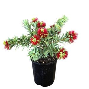 2L Bottlebrush Little John - Callistemon viminalis